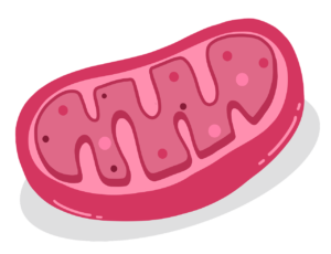 mitochondrion, cell, biology-6258212.jpg